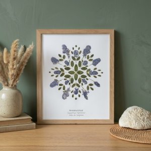 Affiche Lilas de Californie – 24×30 cm