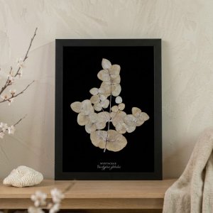 Affiche Eucalyptus sur Fond Noir – 30×40 cm