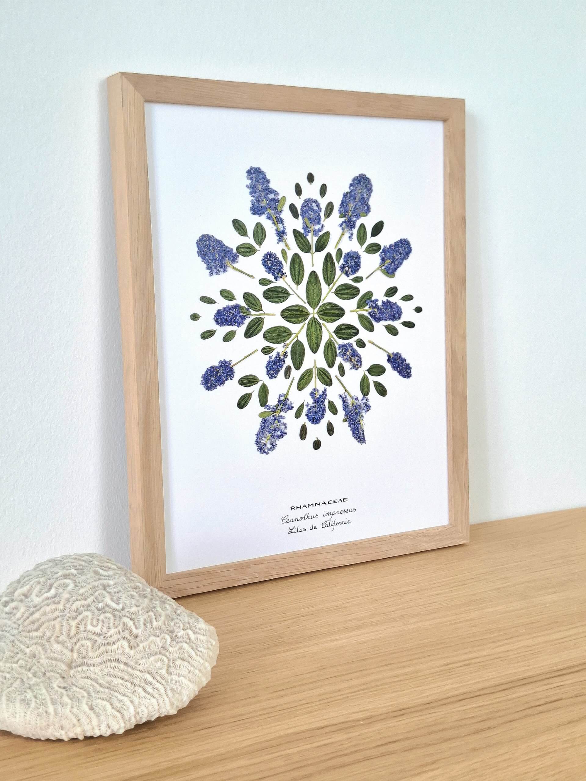 Affiche Lilas de Californie – 24×30 cm – Image 2
