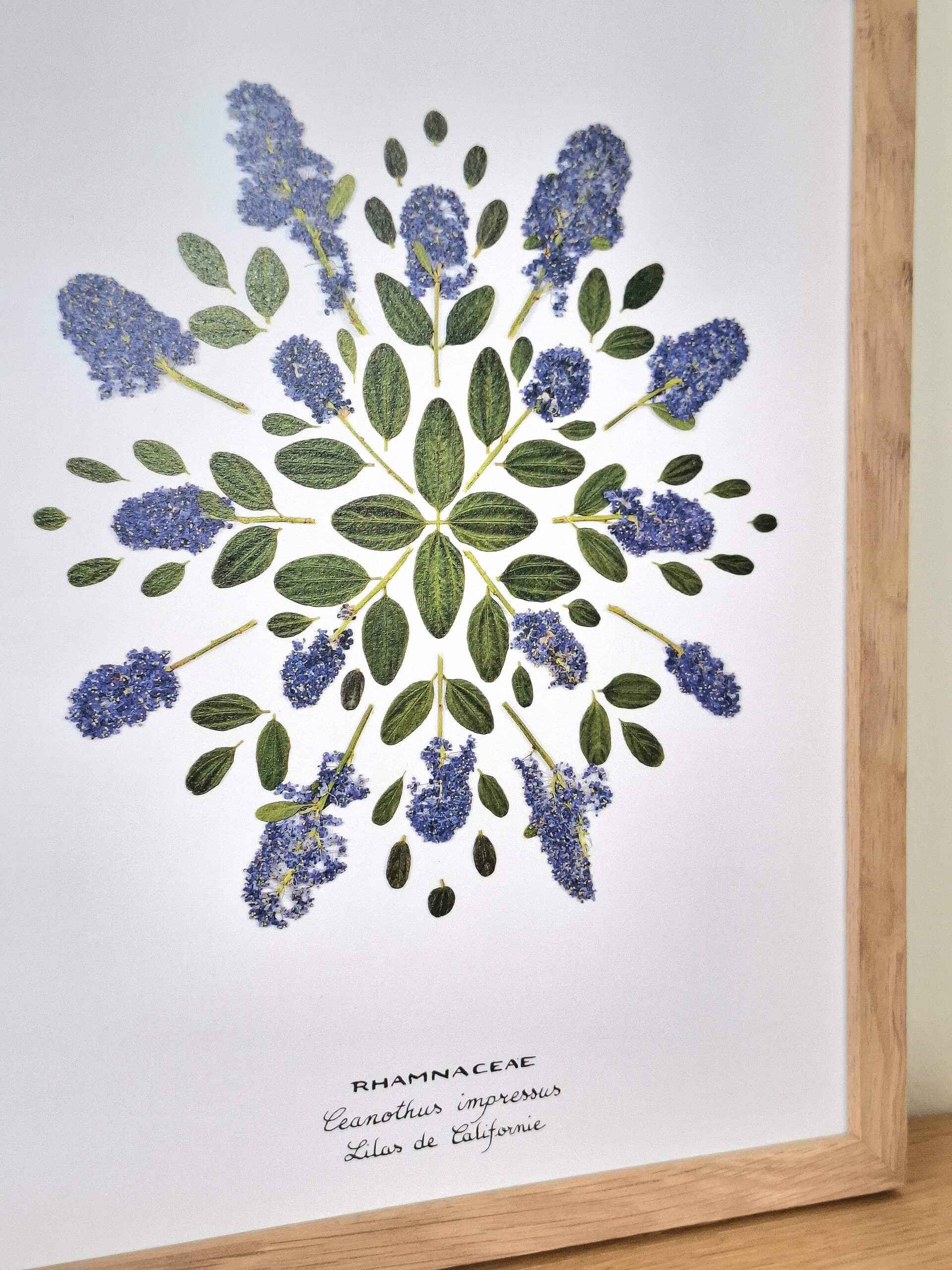 Affiche Lilas de Californie – 24×30 cm – Image 3