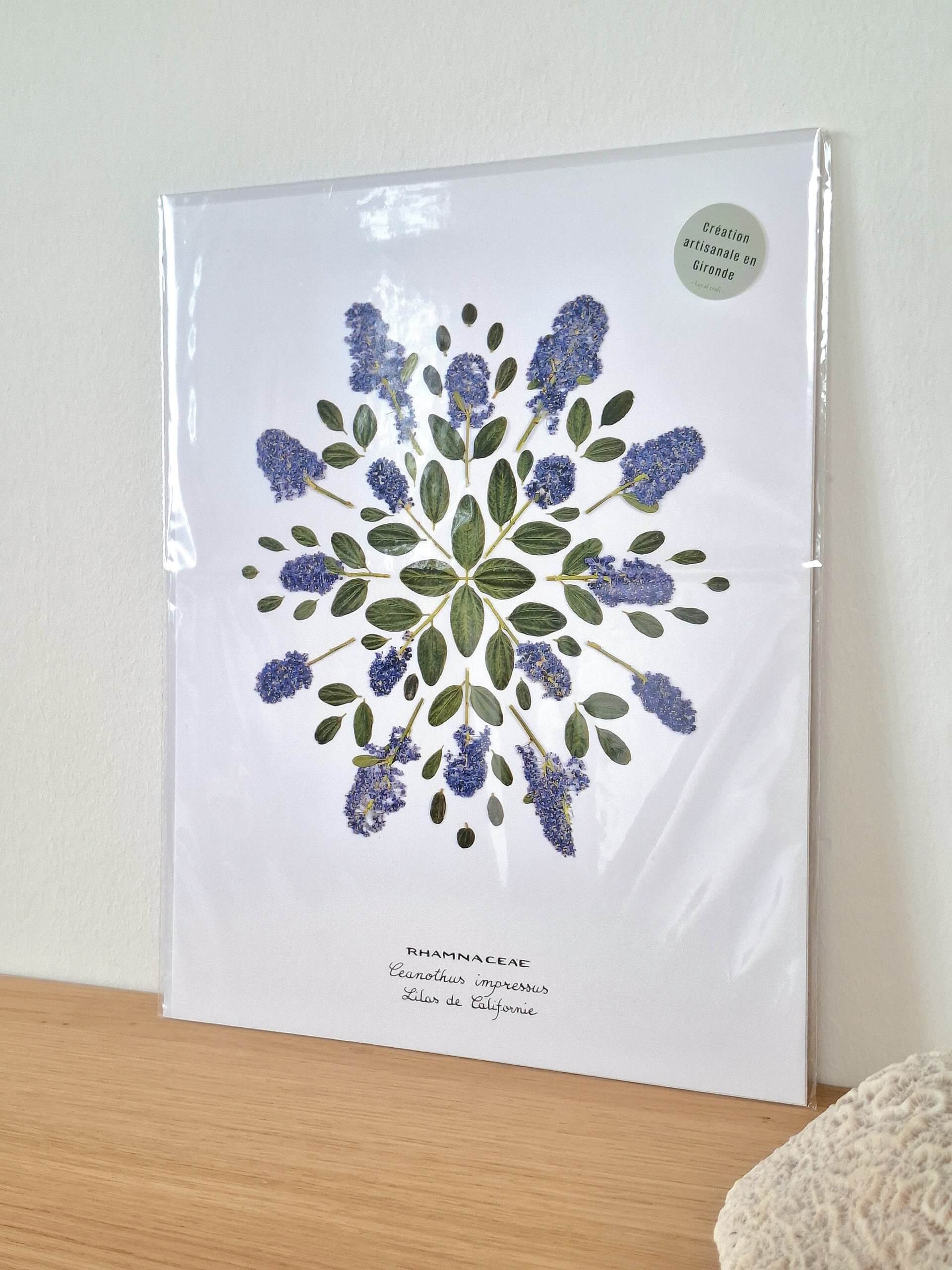 Affiche Lilas de Californie – 24×30 cm – Image 4